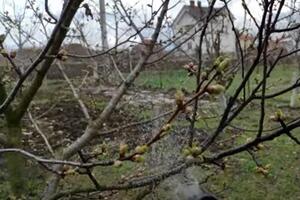 Обрабатывать молодые деревья необходимо в защитных очках, респираторе и перчатках