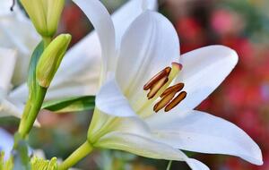 Лилии – красивые и неприхотливые в уходе цветы