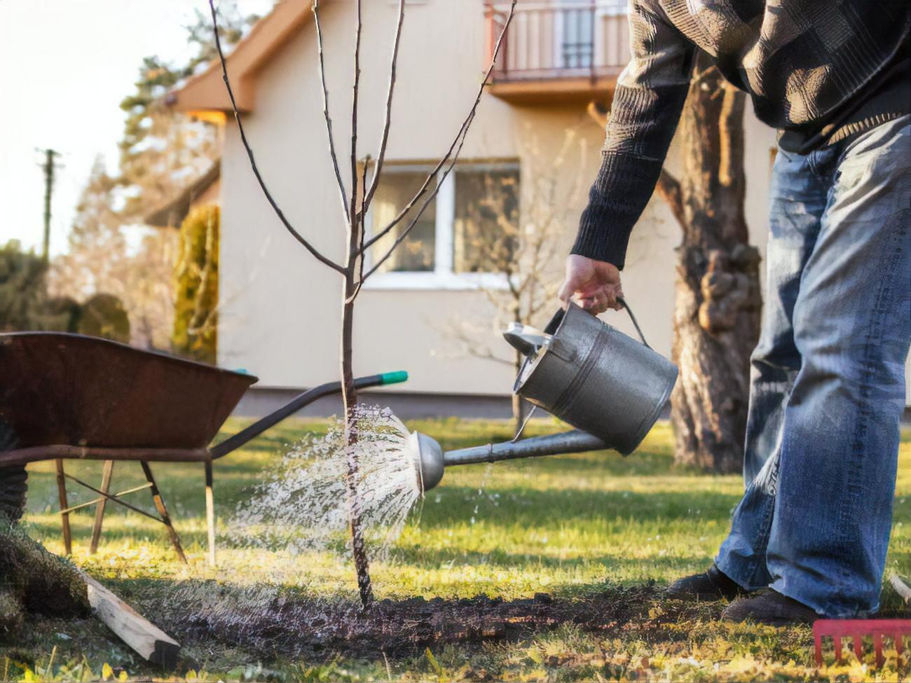 Перед посадкой яблони ее корни рекомендуется несколько часов выдержать в растворе со стимулятором роста
