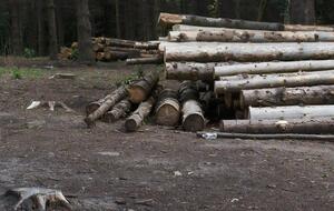 Оккупанты активно вырубают и вывозят украинский лес, сообщила Маляр