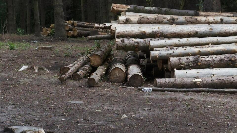 Окупанти активно вирубують і вивозять український ліс, повідомила Маляр