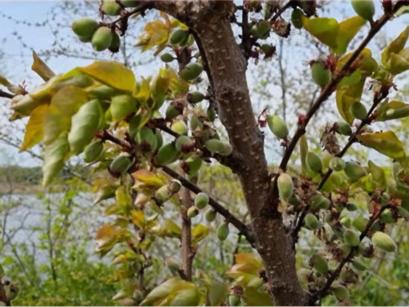 Монилиальный ожог&nbsp;&ndash; это&nbsp;грибковое заболевание, которое поражает цветки, завязи, цветоножки, ветви, в результате чего они имеют&nbsp;"сожженный" вид