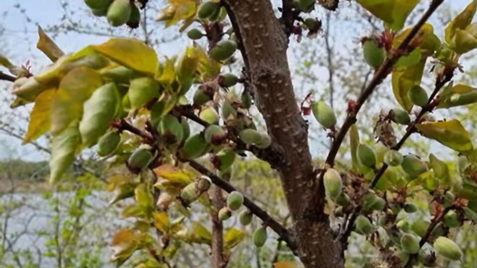 Моніліальний опік – це грибкове захворювання, яке вражає квітки, зав'язі, квітконіжки, гілки, унаслідок чого вони мають "спалений" вигляд