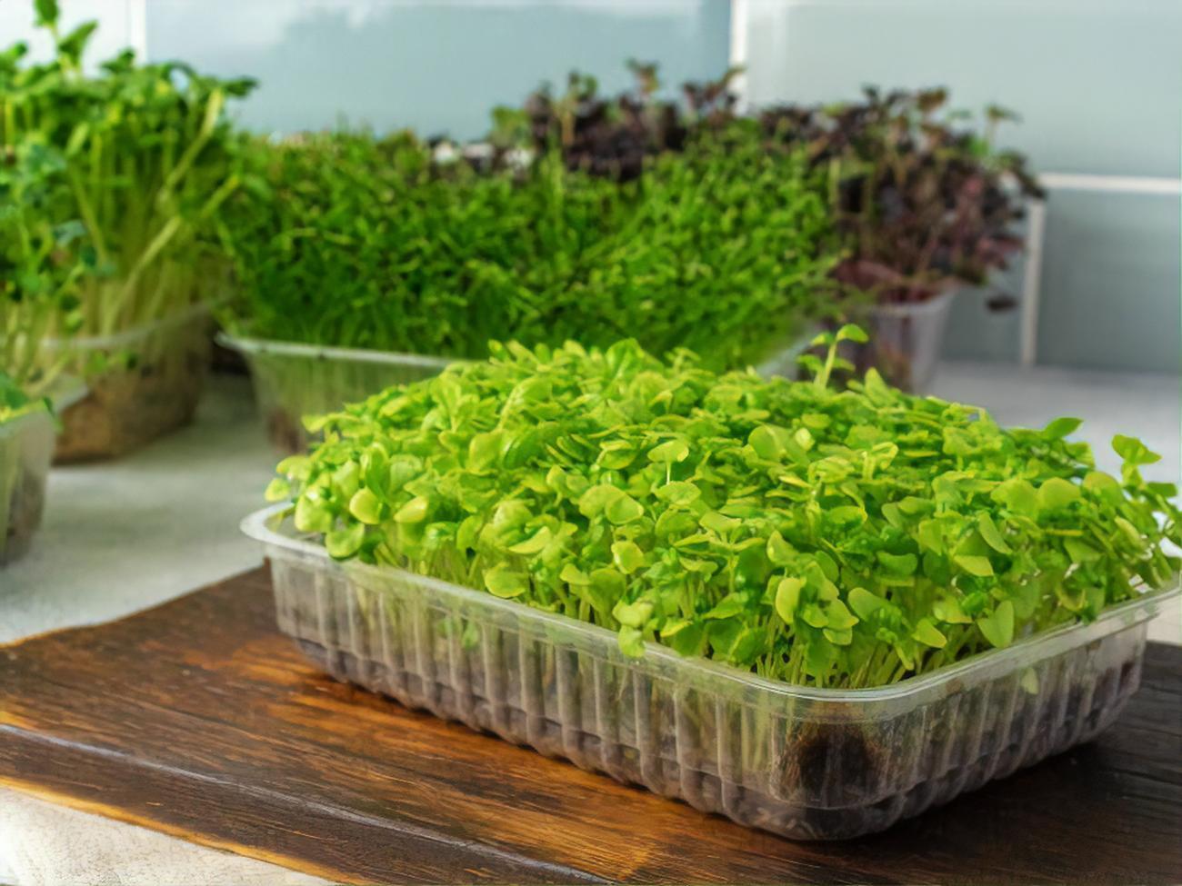 Для проращивания подойдут семена горчицы, гороха, подсолнуха, кинзы, редиса, рукколы, клевера, салата, льна