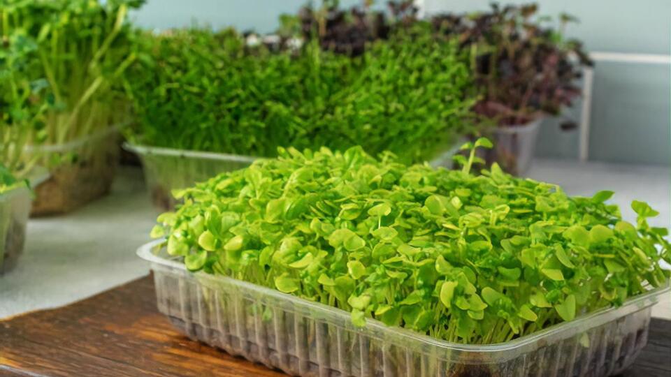 Для проращивания подойдут семена горчицы, гороха, подсолнуха, кинзы, редиса, рукколы, клевера, салата, льна