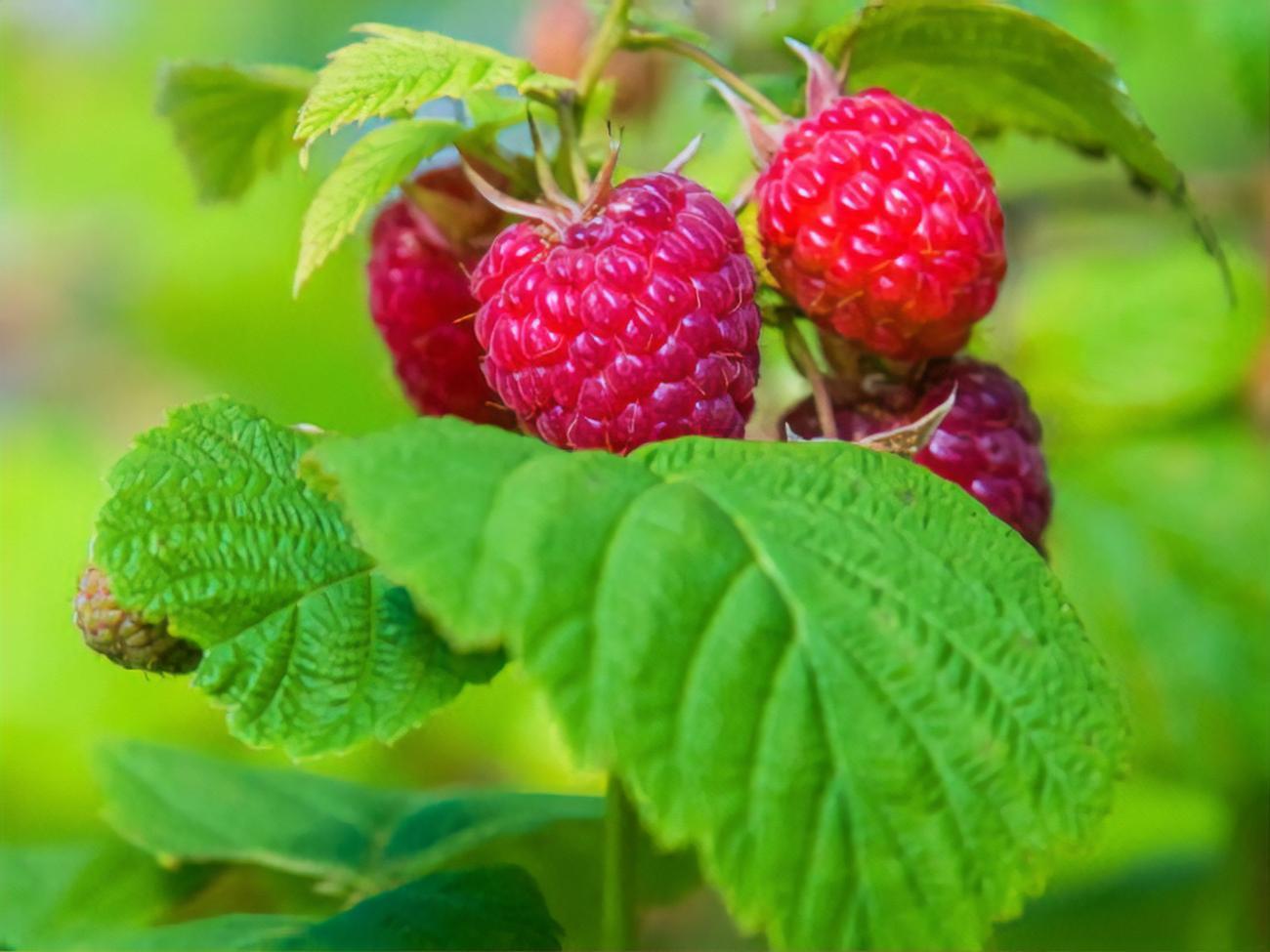 Удобрение почвы пеплом позволит собрать хороший урожай