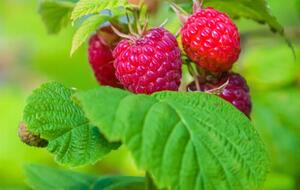 Удобрювання ґрунту попелом дасть змогу зібрати гарний урожай