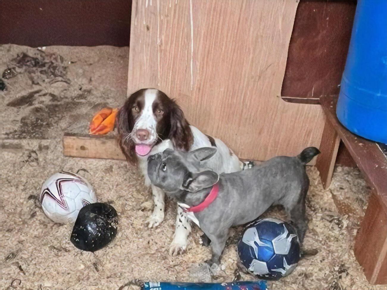 Знайдених цуценят передали волонтерам