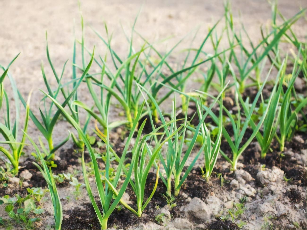 Для обработки чеснока сперва необходимо с помощью ножниц удалить пожелтевшие листья на всем участке