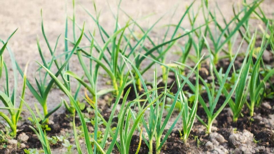 Для оброблення часнику спершу необхідно за допомогою ножиць видалити пожовкле листя на всій ділянці