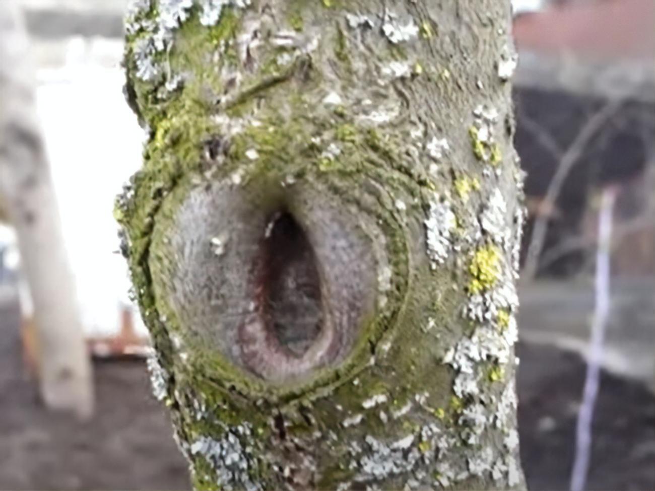 Наносить побелку лучше всего после весенних дождей