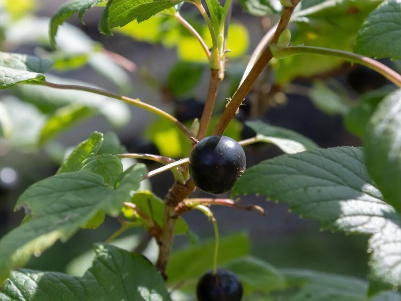 Обработку смородины регулятором роста лучше всего проводить до середины апреля