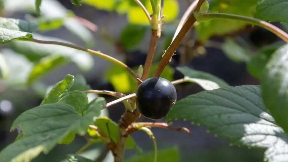 Обработку смородины регулятором роста лучше всего проводить до середины апреля