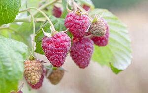 Кроме подкормки, для хорошего урожая малины необходимо обеспечить периодические поливы кустов