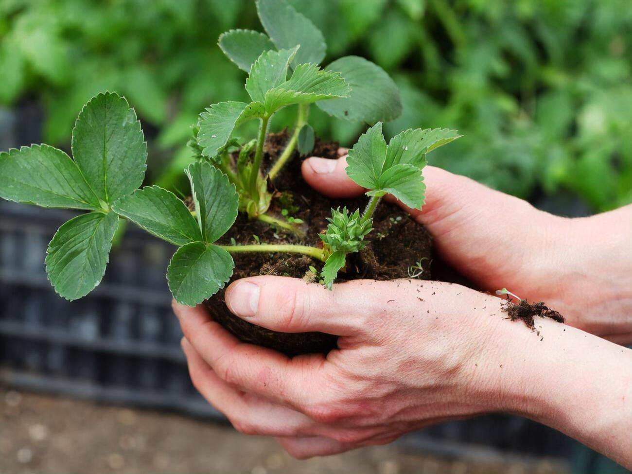 Сидераты применяют при посадке клубники