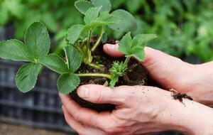 Сидераты применяют при посадке клубники