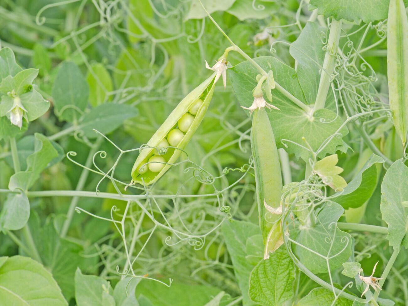 Семена гороха необходимо сеять во влажную землю на расстоянии примерно 6 см друг от друга