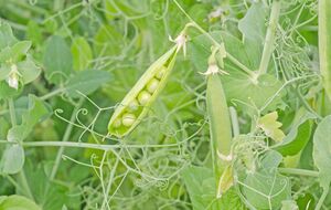 Семена гороха необходимо сеять во влажную землю на расстоянии примерно 6 см друг от друга