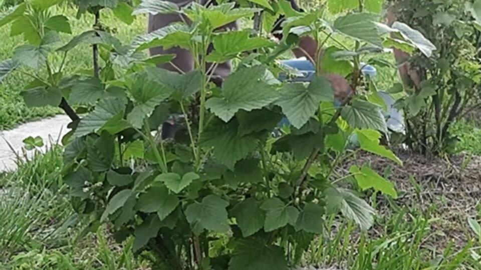 Кущі смородини після цвітіння удобрюють монофосфатом калію