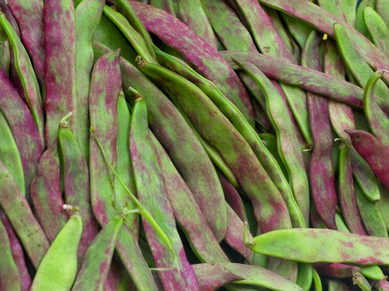Фасоль лучше собирать утром