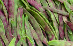 Фасоль лучше собирать утром