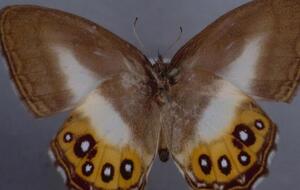 Пока известны только два представителя рода Saurona – Saurona triangula и Saurona aurigera