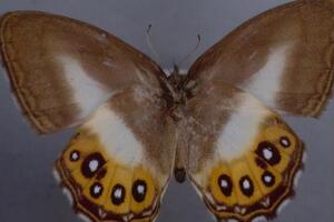 Поки відомі лише два представники роду Saurona – Saurona triangula і Saurona aurigera