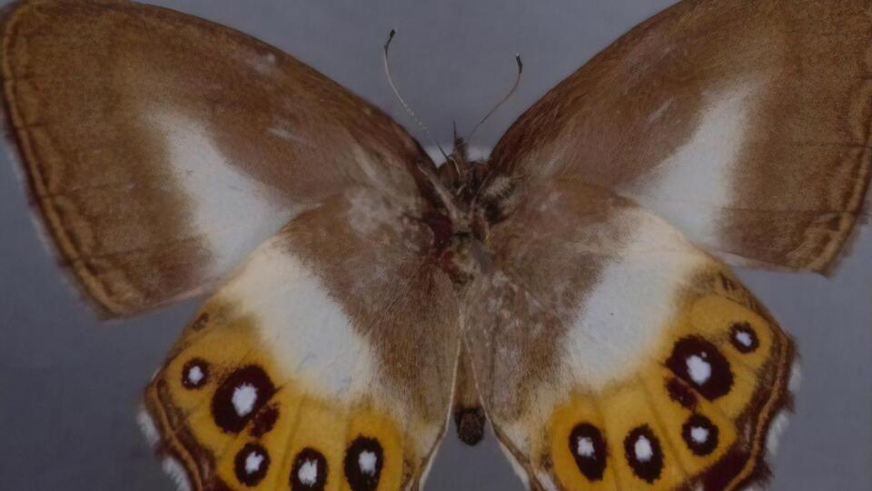 Пока известны только два представителя рода Saurona – Saurona triangula и Saurona aurigera