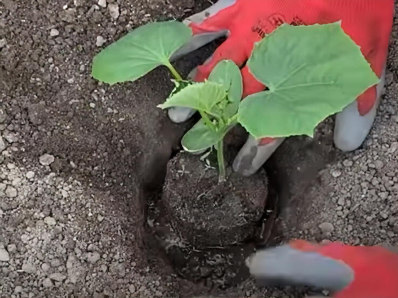 Доступне й повноцінне підживлення для розсади огірків забезпечить курячий послід