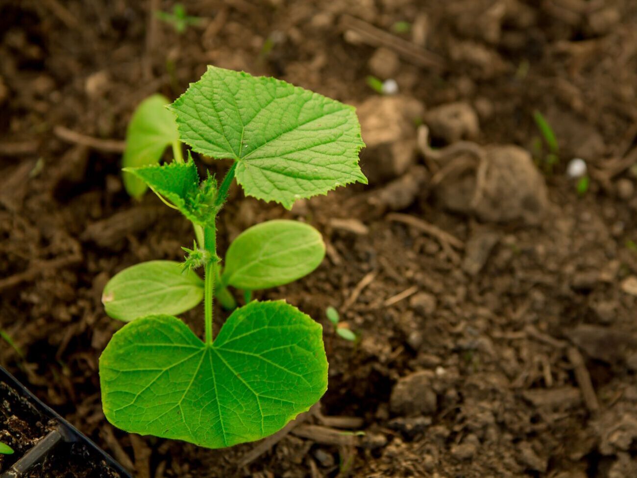 По словам эксперта, причиной плохого роста огурцов могут быть температурные перепады, плохой полив и нехватка питательных веществ
