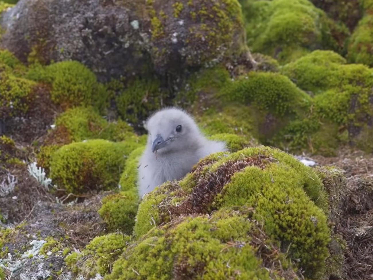 Новорожденных птенцов кормят родители, а после смены пуха на перья они начинают летать и самостоятельно питаться