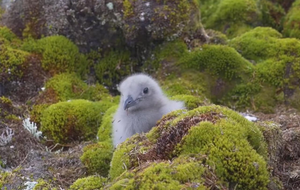 Новорожденных птенцов кормят родители, а после смены пуха на перья они начинают летать и самостоятельно питаться