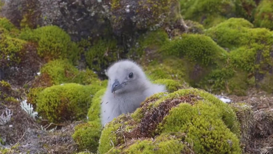 Новорожденных птенцов кормят родители, а после смены пуха на перья они начинают летать и самостоятельно питаться