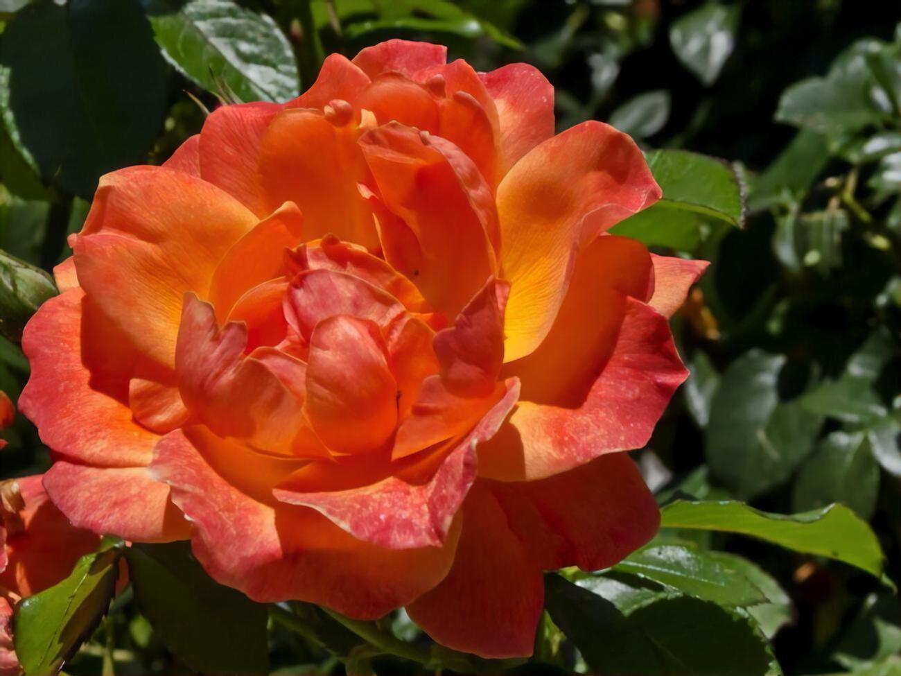 Розы в саду будут пышными