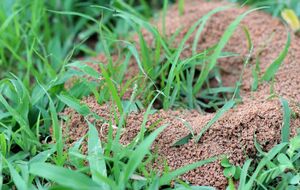 По словам эксперта, сами по себе муравьи не причиняют вреда людям, но являются разносчиками тли, которая уничтожает сельскохозяйственные культуры и плодовые деревья