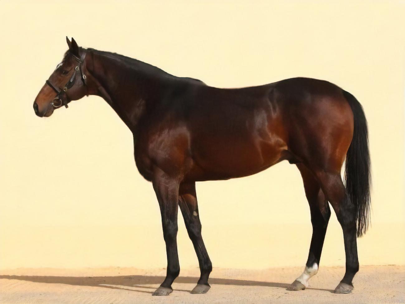 Кадыров купил Зазу весной 2012 года