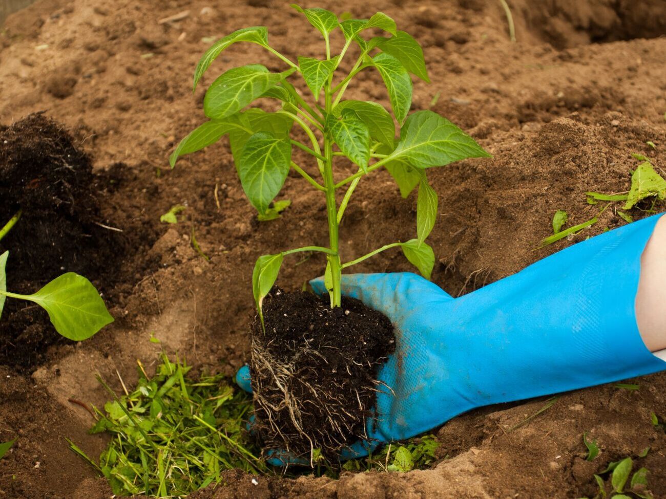 Не стоит садить рядом с перцем растения, которые подвержены тем же заболеваниям, что и эта культура