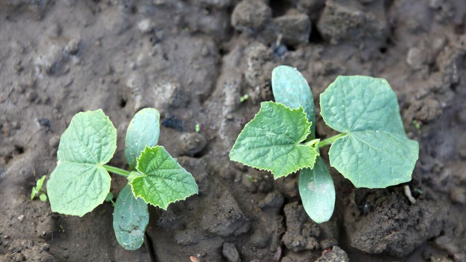 Не стоит сажать рядом с огурцами помидоры и картофель, так как они восприимчивы к одним и тем же заболеваниям