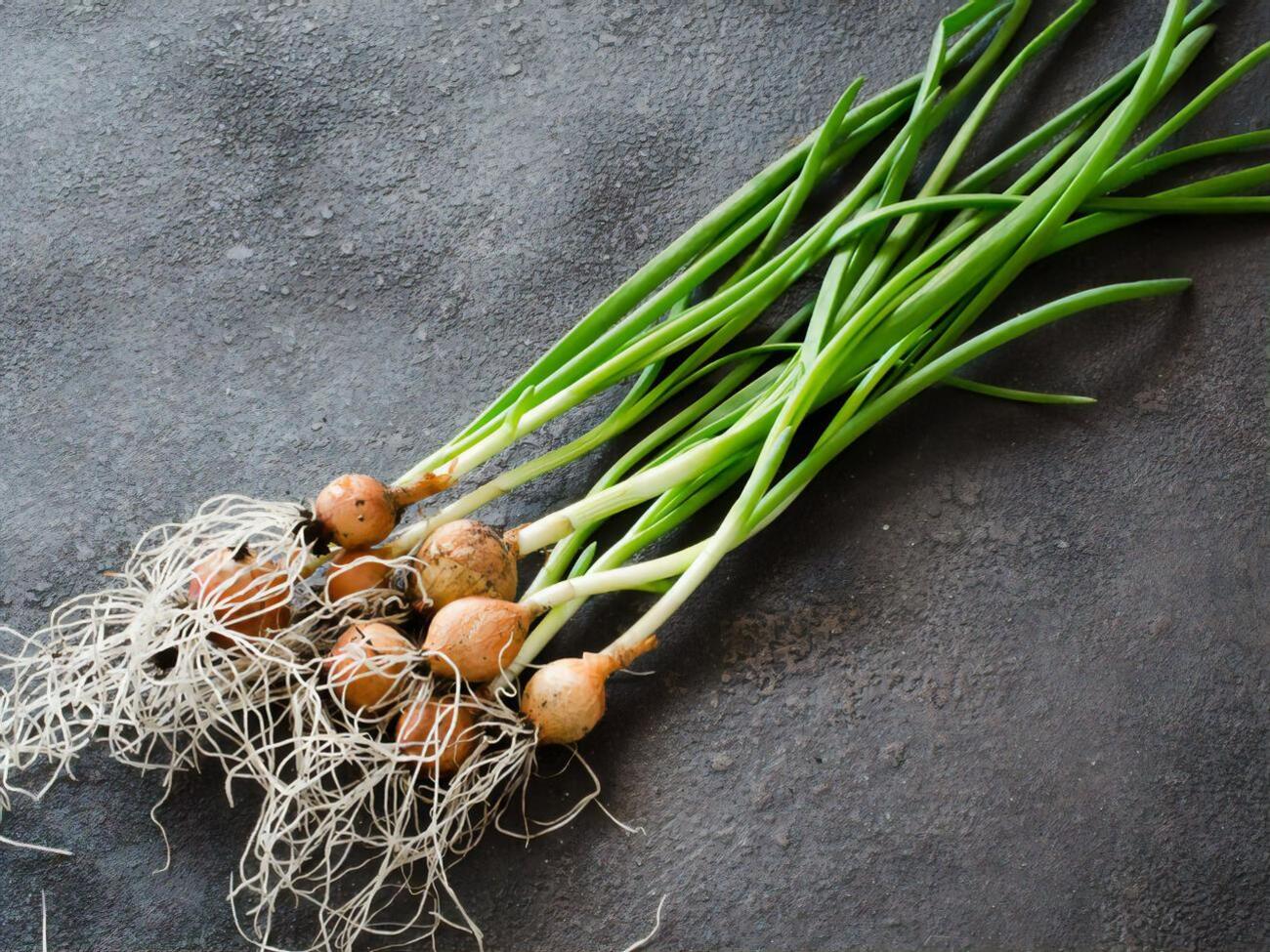 Лук не нужно сажать слишком глубоко