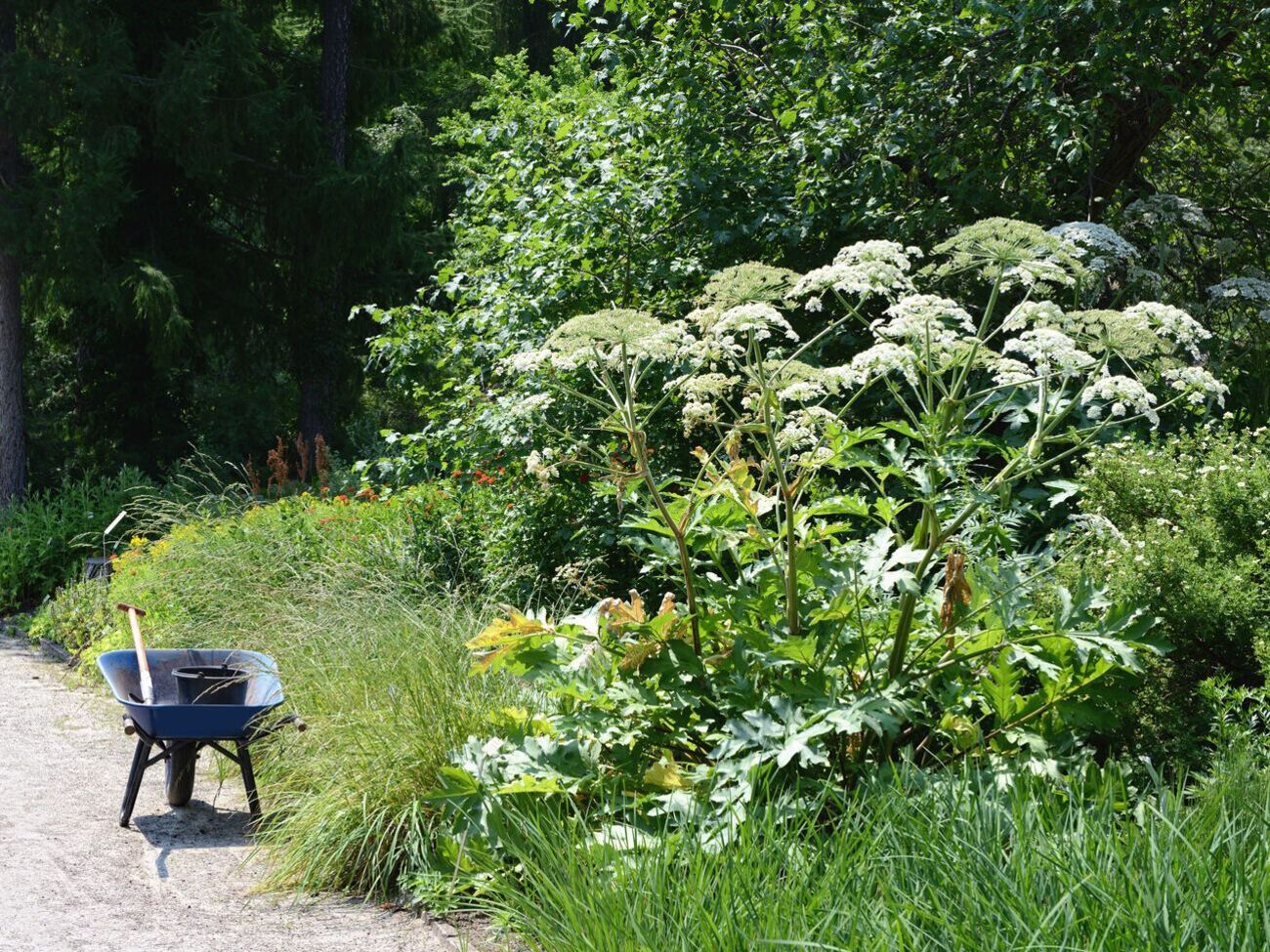 Перед безобидным, на первый взгляд, отдыхом стоит рассказать ребенку о распространенных в Украине ядовитых растениях