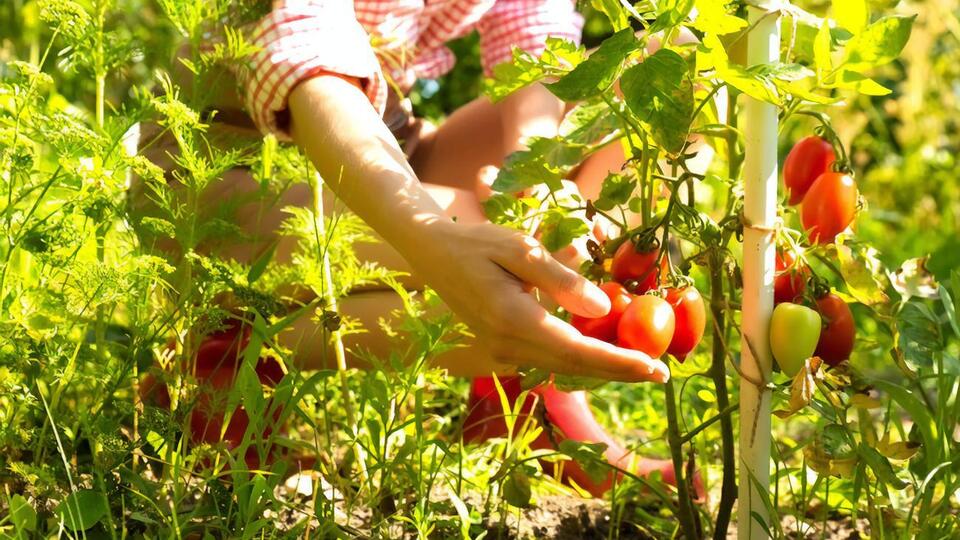 Листья на томатах нужно удалять правильно