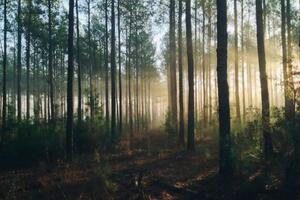 В лесах осталось значительное количество взрывоопасных предметов, отметили в КГГА