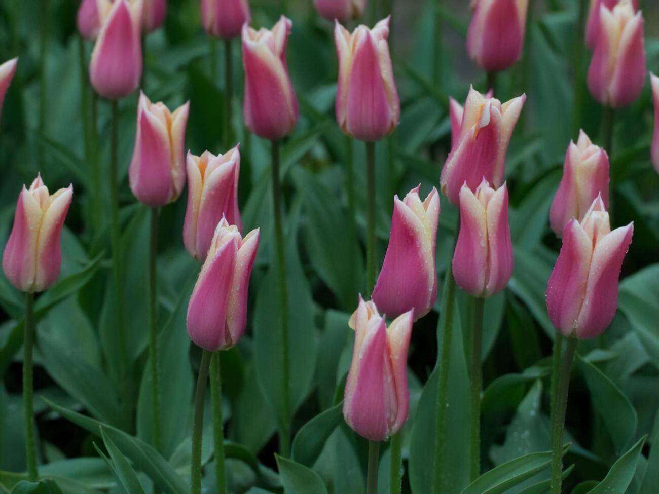 Тюльпаны нужно периодически пересаживать
