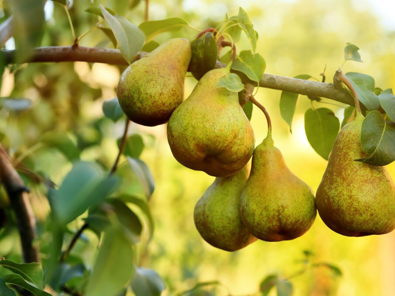 Гілки, які ростуть вертикально, майже не дають урожаю, тому їх потрібно або зрізати, або перетворювати на горизонтальні