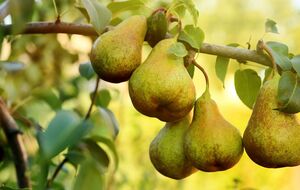 Вертикально растущие ветки почти не дают урожая, поэтому их нужно либо срезать, либо превращать в горизонтальные