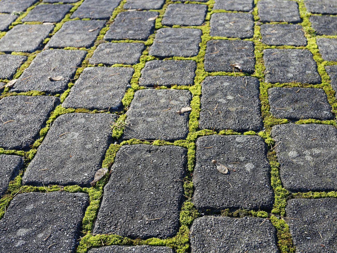 Водорості, лишайники та мох з'являються в місцях, де є підвищена вологість і чисте повітря