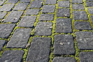 Водорості, лишайники та мох з'являються в місцях, де є підвищена вологість і чисте повітря