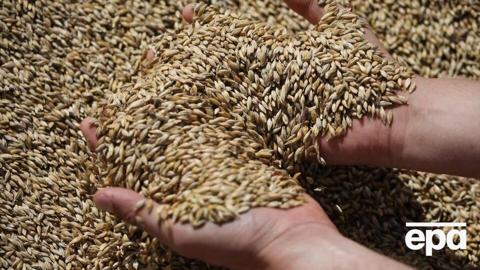 Україна не буде експортувати пшеницю, кукурудзу, ріпак та насіння соняшнику до Болгарії, Польщі, Румунії, Словаччини й Угорщини