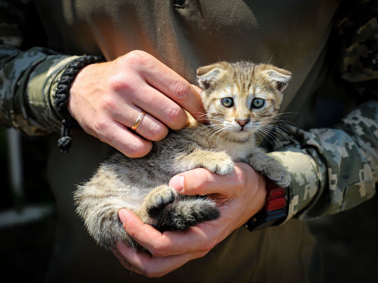 Сили оборони знищили вже приблизно 203 880 російських окупантів