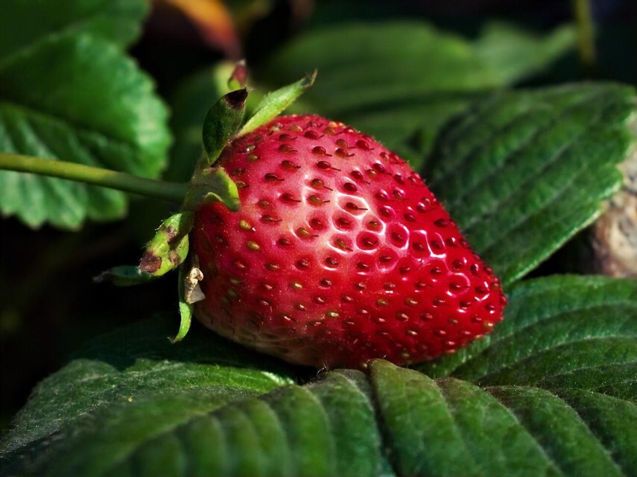 Урожай клубники вас порадует
